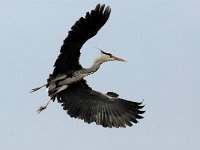 Ardea cinerea 41, Blauwe reiger, Saxifraga-Piet Munsterman