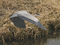 Ardea cinerea 42, Blauwe reiger, Saxifraga-Piet Munsterman