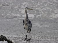 Ardea cinerea 47, Blauwe reiger, Saxifraga-Willem Jan Hoeffnagel