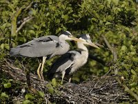 Ardea cinerea 5, Blauwe reiger, Saxifraga-Piet Munsterman