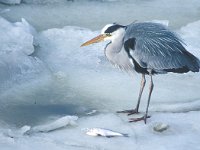 Ardea cinerea 51, Blauwe reiger, Saxifraga-Piet Munsterman