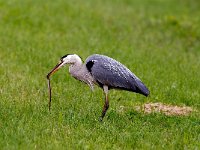 Ardea cinerea 53, Blauwe reiger, Saxifraga-Piet Munsterman