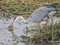 Blauwe reiger #45724 : Ardea cinerea, Grey Heron, Blauwe reiger