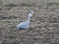 Ardea cinerea 6, Blauwe reiger, Saxifraga-Martin Mollet