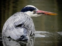 Ardea cinerea 60, Blauwe reiger, Saxifraga-Iztok Skornik