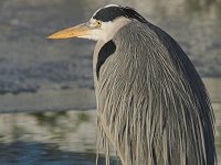 Ardea cinerea 61, Blauwe reiger, Saxifraga-Martin Mollet