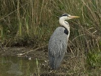 Ardea cinerea 70, Blauwe reiger, Saxifraga-Willem van Kruijsbergen