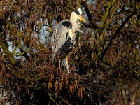 Ardea cinerea 72, Blauwe reiger, Saxifraga-Piet Munsterman