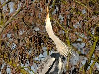 Ardea cinerea 73, Blauwe reiger, Saxifraga-Piet Munsterman