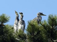 Ardea cinerea 74, Blauwe reiger, Saxifraga-Piet Munsterman