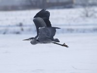 Ardea cinerea 76, Blauwe reiger, Saxifraga-Harry van Oosterhout