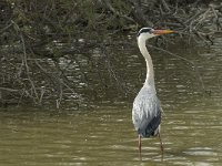 Ardea cinerea 8, Blauwe reiger, Saxifraga-Willem van Kruijsbergen