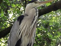 Ardea cinerea 83, Blauwe reiger, Saxifraga-Frank Dorsman  Ardea cinerea, Blauwe reiger Hillegom 100711