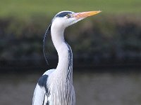 Ardea cinerea 86, Blauwe reiger, Saxifraga-Bart Vastenhouw