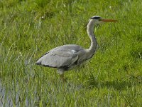 Ardea cinerea 89, Blauwe reiger, Saxifraga-Kees van Berkel : Blue Elephant