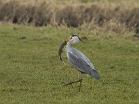 Ardea cinerea 94, Blauwe reiger, Saxifraga-Jan Nijendijk