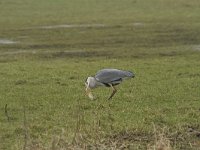 Ardea cinerea 95, Blauwe reiger, Saxifraga-Jan Nijendijk