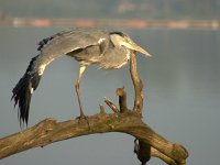 Ardea cinerea 97, Blauwe reiger, Saxifraga-Theo Verstrael