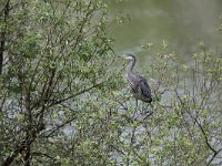 Ardea cinerea 98, Blauwe reiger, Saxifrage-Jelmer Reyntjes : Ardea cinerea, Blauwe kamer, reiger