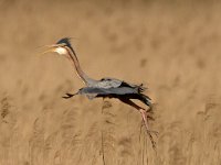 Purperreiger; Purple Heron; Ardea purpurea  Purperreiger; Purple Heron; Ardea purpurea : Ameide, Ardea purpurea, Purperreiger, Purple Heron, Utrecht, Zouweboezem, bird, flight, heron, marsh, moeras, moerasvogel, reed, reiger, reigerachtige, riet, swamp, territorial, viseter, vliegbeeld, vlucht