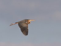 Purperreiger; Purple Heron; Ardea purpurea  Purperreiger; Purple Heron; Ardea purpurea : Ameide, Ardea purpurea, Purperreiger, Purple Heron, Utrecht, Zouweboezem, bird, flight, heron, marsh, moeras, moerasvogel, reed, reiger, reigerachtige, riet, swamp, territorial, viseter, vliegbeeld, vlucht