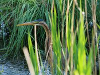 Ardea purpurea 26, Purperreiger, Saxifraga-Dirk Hilbers