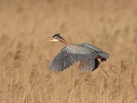 Purperreiger; Purple Heron; Ardea purpurea  Purperreiger; Purple Heron; Ardea purpurea : Ameide, Ardea purpurea, Purperreiger, Purple Heron, Utrecht, Zouweboezem, bird, flight, heron, marsh, moeras, moerasvogel, reed, reiger, reigerachtige, riet, swamp, territorial, viseter, vliegbeeld, vlucht