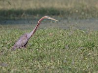 Ardea purpurea 34, Purperreiger, Saxifraga-Mark Zekhuis