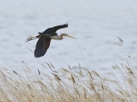 Ardea purpurea 48, Purperreiger, Saxifraga-Tom Heijnen