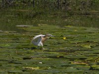 Ardeola ralloides 53, Ralreiger, Saxifraga-Jan Nijendijk