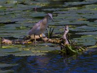 Ardeola ralloides 58, Ralreiger, Saxifraga-Jan Nijendijk