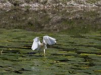 Ardeola ralloides 66, Ralreiger Saxifraga-Jan Nijendijk