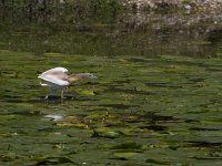 Ardeola ralloides 67, Ralreiger, Saxifraga-Jan Nijendijk