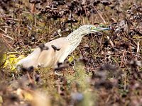 Ardeola ralloides 72, Ralreiger, Saxifraga-Bart Vastenhouw