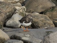 Arenaria interpres 38, Steenloper, Saxifraga-Willem van Kruijsbergen