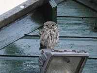 Athene noctua 105, Steenuil, Saxifraga-Luuk Vermeer