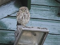 Athene noctua 107, Steenuil, Saxifraga-Luuk Vermeer