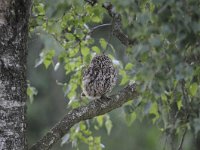 Athene noctua 108, Steenuil, Saxifraga-Luuk Vermeer