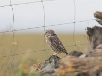 Athene noctua 11, Steenuil, Saxifraga-Martin Mollet