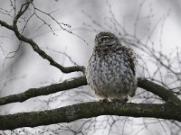 Athene noctua 127, Steenuil, Saxifraga-Luuk Vermeer