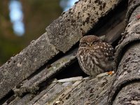 Athene noctua 130, Steenuil, Saxifraga-Hans Dekker