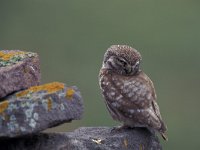 Athene noctua 2, Steenuil, Saxifraga-Arie de Knijff