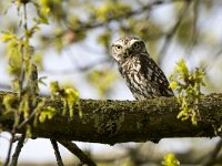 Athene noctua 32 Steenuil, adult, Saxifraga-Theo Verstrael