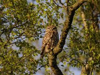 Athene noctua 57, Steenuil, Saxifraga-Luuk Vermeer