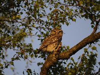 Athene noctua 59, Steenuil, Saxifraga-Luuk Vermeer