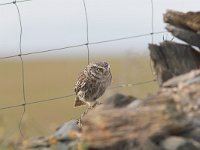 Athene noctua 6, Steenuil, Saxifraga-Martin Mollet