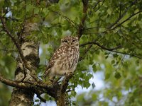 Athene noctua 60, Steenuil, Saxifraga-Luuk Vermeer