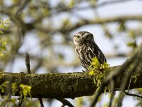Athene noctua 62, Steenuil, adult, Saxifraga-Theo Verstrael