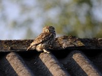 Athene noctua 77, Steenuil, Saxifraga-Luuk Vermeer