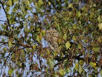 Athene noctua 79, Steenuil, Saxifraga-Luuk Vermeer